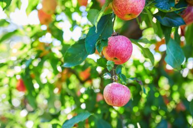 Elma dalında olgun organik elmalar.