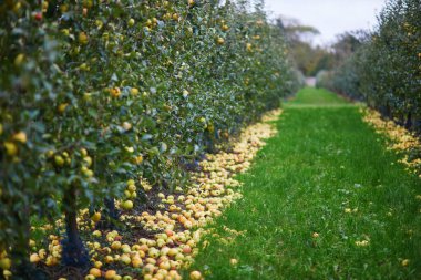 Sarı olgun organik elmalar elma bahçesinde ya da çiftlikte