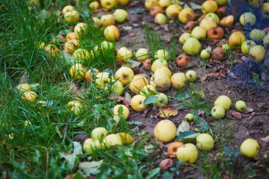 Sarı olgun organik elmalar elma bahçesinde ya da çiftlikte