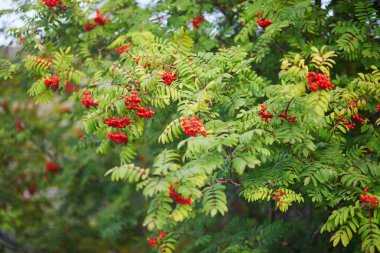 Kırmızı böğürtlenli dağ dişbudak ağacına yakın.