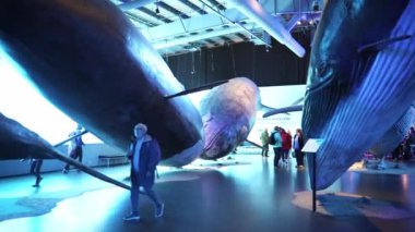 REYKJAVIK, ICELAND - 12 Temmuz 2024: Avrupa 'nın türünün en büyük müzesi olan İzlanda Balina Müzesi' nin keyfini süren ziyaretçiler