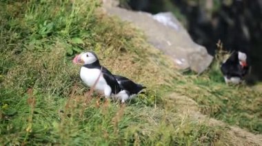 Atlantic Marffins kuşları ya da İzlanda 'daki Dirholaey' in arka planında yaygın marffinler. İzlanda ve Norveç en popüler kuşlardır.