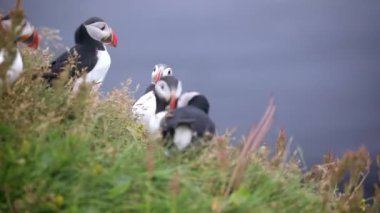Atlantic Marffins kuşları ya da İzlanda 'daki Dirholaey' in arka planında yaygın marffinler. İzlanda ve Norveç en popüler kuşlardır.