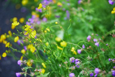 İzlanda 'da bir yaz gününde açan güzel yabani çiçekler.