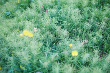 İzlanda 'da bir yaz gününde açan güzel yabani çiçekler.