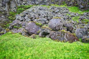 İzlanda 'daki Thingvellir Ulusal Parkı' nda yosun ve liken kaplı siyah volkanik kayalar.