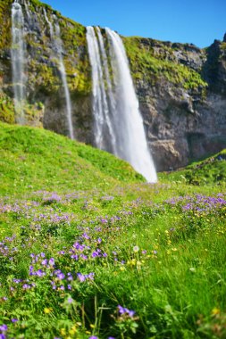 İzlanda 'nın en büyük şelalelerinden biri olan Seljalandsfoss' un gökkuşağı manzarası
