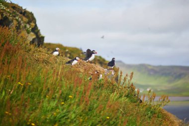 Atlantic Marffins kuşları ya da İzlanda 'daki Dirholaey' in arka planında yaygın marffinler. İzlanda ve Norveç en popüler kuşlardır.