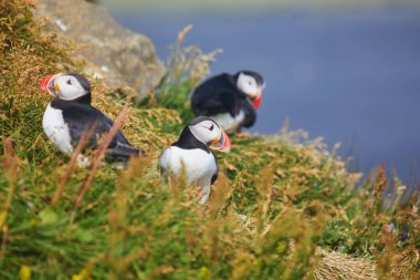 Atlantic Marffins kuşları ya da İzlanda 'daki Dirholaey' in arka planında yaygın marffinler. İzlanda ve Norveç en popüler kuşlardır.