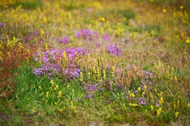 İzlanda 'da bir yaz gününde açan güzel yabani çiçekler.