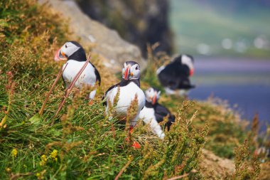 Atlantic Marffins kuşları ya da İzlanda 'daki Dirholaey' in arka planında yaygın marffinler. İzlanda ve Norveç en popüler kuşlardır.
