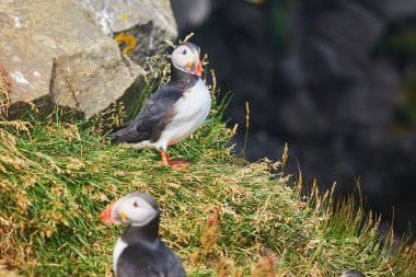 Atlantic Marffins kuşları ya da İzlanda 'daki Dirholaey' in arka planında yaygın marffinler. İzlanda ve Norveç en popüler kuşlardır.