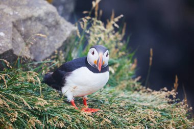 Atlantic Marffins kuşları ya da İzlanda 'daki Dirholaey' in arka planında yaygın marffinler. İzlanda ve Norveç en popüler kuşlardır.