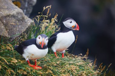 Atlantic Marffins kuşları ya da İzlanda 'daki Dirholaey' in arka planında yaygın marffinler. İzlanda ve Norveç en popüler kuşlardır.