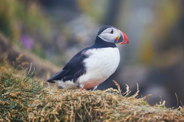 Atlantic Marffins kuşları ya da İzlanda 'daki Dirholaey' in arka planında yaygın marffinler. İzlanda ve Norveç en popüler kuşlardır.