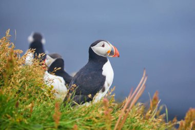 Atlantic Marffins kuşları ya da İzlanda 'daki Dirholaey' in arka planında yaygın marffinler. İzlanda ve Norveç en popüler kuşlardır.