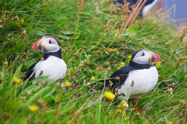 Atlantic Marffins kuşları ya da İzlanda 'daki Dirholaey' in arka planında yaygın marffinler. İzlanda ve Norveç en popüler kuşlardır.