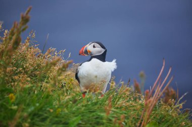 Atlantic Marffins kuşları ya da İzlanda 'daki Dirholaey' in arka planında yaygın marffinler. İzlanda ve Norveç en popüler kuşlardır.