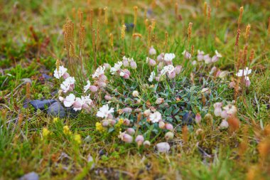 İzlanda 'da bir yaz gününde açan güzel yabani çiçekler.