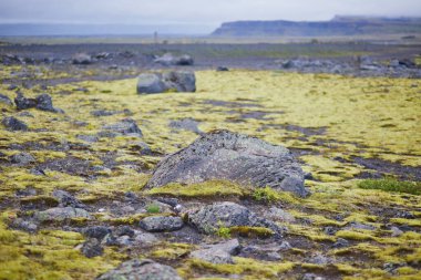 Güney İzlanda 'da kayalıkları ve tarlaları olan görkemli yaz manzaraları