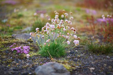 Beautiful wild flowers blooming on a summer day in Iceland clipart