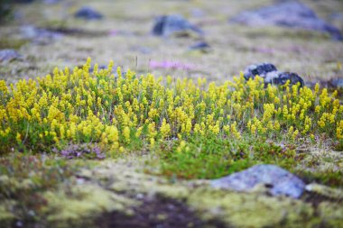 Beautiful wild flowers blooming on a summer day in Iceland clipart