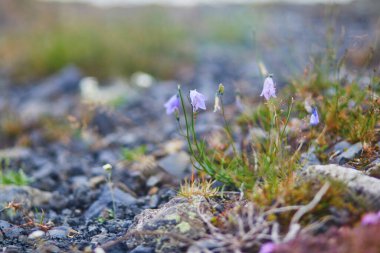 İzlanda 'da bir yaz gününde açan güzel yabani çiçekler.