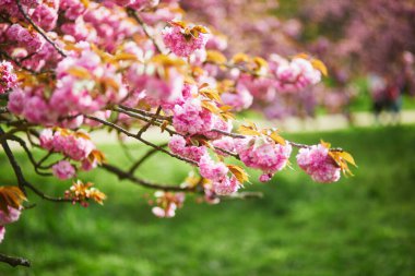 Güneşli bir bahar gününde, güzel pembe çiçekli kiraz ağacı dalı.