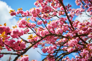 Güneşli bir bahar gününde, güzel pembe çiçekli kiraz ağacı dalı.