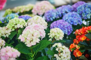 Ortanca çiçek Paris, Fransa'da çiftçi piyasasında. Tipik Avrupa çiçekçi dükkanı