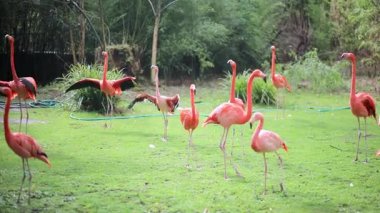 Birçok flamingo bir hayvanat bahçesinde yürüyor, yiyor ve kanatlarını açıyor.