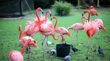 Birçok flamingo bir hayvanat bahçesinde yürüyor, yiyor ve kanatlarını açıyor.