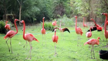 Birçok flamingo bir hayvanat bahçesinde yürüyor, yiyor ve kanatlarını açıyor.