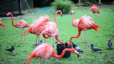 Birçok flamingo bir hayvanat bahçesinde yürüyor, yiyor ve kanatlarını açıyor.