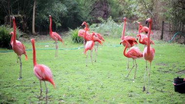 Birçok flamingo bir hayvanat bahçesinde yürüyor, yiyor ve kanatlarını açıyor.