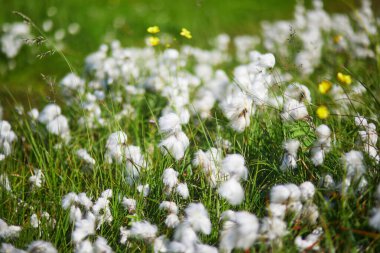 Güzel vahşi Eriophorum ya da pamuk çiçeği İzlanda 'da bir yaz günü çiçek açar.