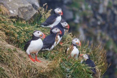 Atlantic Marffins kuşları ya da İzlanda 'daki Dirholaey' in arka planında yaygın marffinler. İzlanda ve Norveç en popüler kuşlardır.