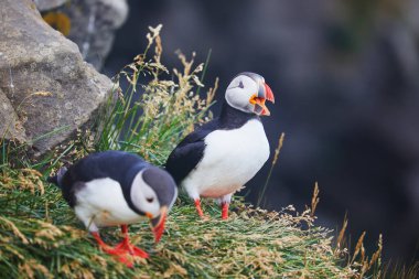 Atlantic Marffins kuşları ya da İzlanda 'daki Dirholaey' in arka planında yaygın marffinler. İzlanda ve Norveç en popüler kuşlardır.