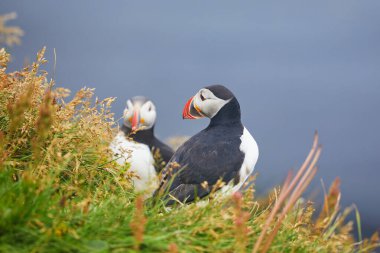 Atlantic Marffins kuşları ya da İzlanda 'daki Dirholaey' in arka planında yaygın marffinler. İzlanda ve Norveç en popüler kuşlardır.