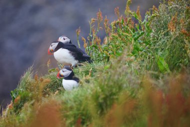 Atlantic Marffins kuşları ya da İzlanda 'daki Dirholaey' in arka planında yaygın marffinler. İzlanda ve Norveç en popüler kuşlardır.