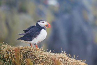 Atlantic Marffins kuşları ya da İzlanda 'daki Dirholaey' in arka planında yaygın marffinler. İzlanda ve Norveç en popüler kuşlardır.