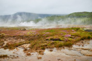 İzlanda 'da sisli yağmurlu bir günde ünlü Strokkur gayzerinin yanında fumaroleler
