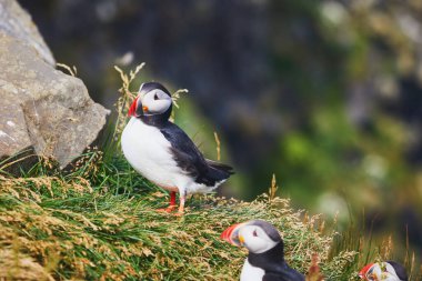 Atlantic Marffins kuşları ya da İzlanda 'daki Dirholaey' in arka planında yaygın marffinler. İzlanda ve Norveç en popüler kuşlardır.