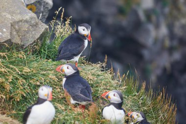 Atlantic Marffins kuşları ya da İzlanda 'daki Dirholaey' in arka planında yaygın marffinler. İzlanda ve Norveç en popüler kuşlardır.