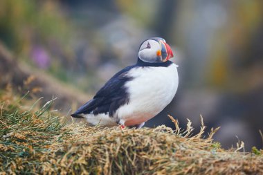 Atlantic Marffins kuşları ya da İzlanda 'daki Dirholaey' in arka planında yaygın marffinler. İzlanda ve Norveç en popüler kuşlardır.