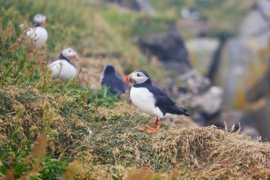 Atlantic Marffins kuşları ya da İzlanda 'daki Dirholaey' in arka planında yaygın marffinler. İzlanda ve Norveç en popüler kuşlardır.