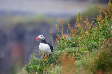 Atlantic Marffins kuşları ya da İzlanda 'daki Dirholaey' in arka planında yaygın marffinler. İzlanda ve Norveç en popüler kuşlardır.