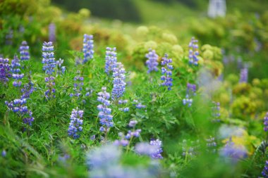 İzlanda 'nın güzel yaz manzarası ve çiçek açan lupin çiçekleri. Kuzey Avrupa, İzlanda