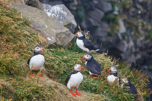 Atlantic Marffins kuşları ya da İzlanda 'daki Dirholaey' in arka planında yaygın marffinler. İzlanda ve Norveç en popüler kuşlardır.