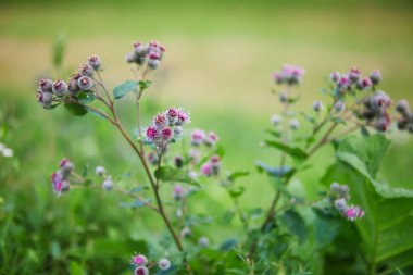 Güzel çiçek açan devedikeni ve üzerinde uçan yaban arısı
